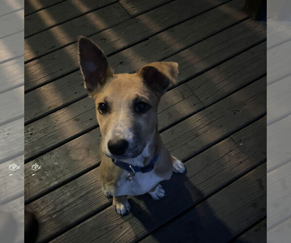 Medium Photo #6 Mutt Puppy For Sale in Fargo, ND, USA