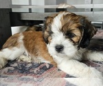 Small #2 Cava-Tzu