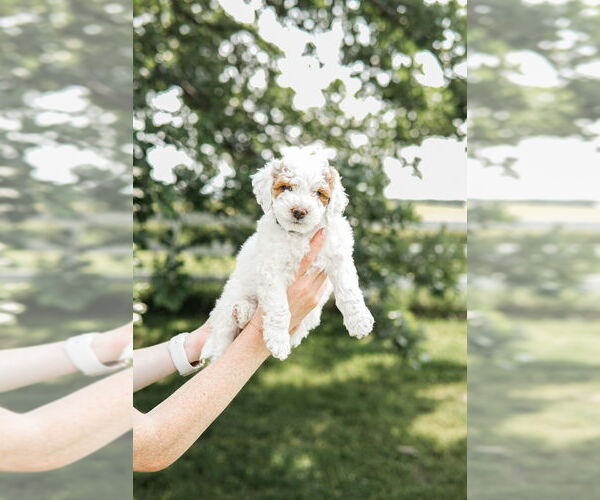 Medium Photo #10 Goldendoodle (Miniature) Puppy For Sale in FREDERICA, DE, USA