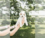 Small Photo #37 Goldendoodle (Miniature) Puppy For Sale in FREDERICA, DE, USA