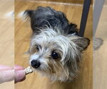 Small #4 Mutt