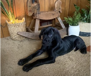 Great Dane Puppy for sale in HARRISBURG, PA, USA