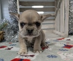 Small #1 French Bulldog