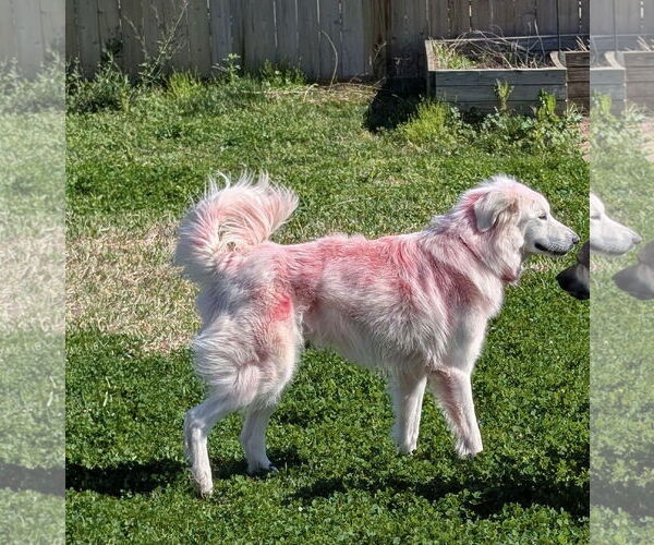 Medium Photo #4 Great Pyrenees Puppy For Sale in Spring, TX, USA