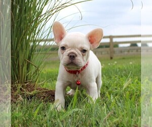 French Bulldog Puppy for Sale in FRESNO, Ohio USA