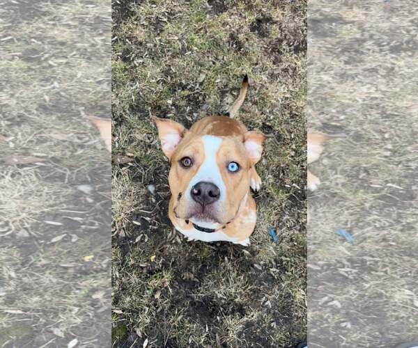Medium Photo #2 American Pit Bull Terrier-Unknown Mix Puppy For Sale in Binghamton, NY, USA
