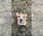 Small #1 American Pit Bull Terrier Mix