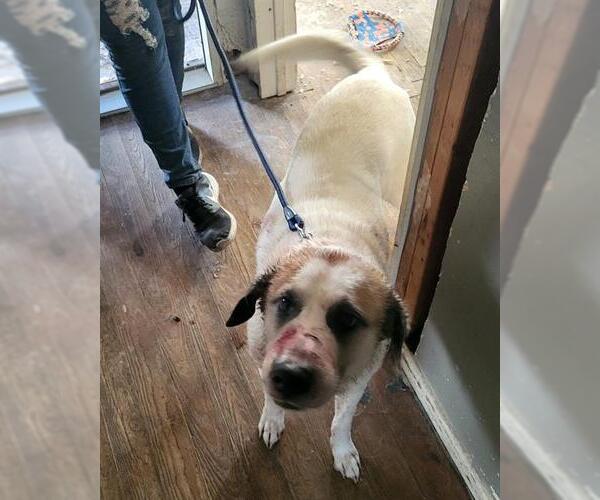 Medium Photo #1 Great Pyrenees-Unknown Mix Puppy For Sale in San Antonio, TX, USA