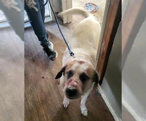Great Pyrenees-Unknown Mix Dogs for adoption in San Antonio, TX, USA