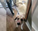RUSSEL - Male Great Pyrenees-Unknown Mix Dog for Adoption - Small photo