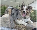 Small Photo #1 Corgi-Aussie Puppy For Sale in OAKDALE, CA, USA