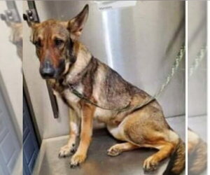 Autumn - Female German Shepherd Dog Dog for Adoption - Photo #3