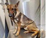 Small #2 German Shepherd Dog