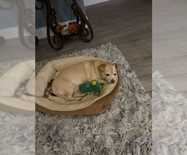 Medium Photo #2 Mutt Puppy For Sale in Cliffwood, NJ, USA