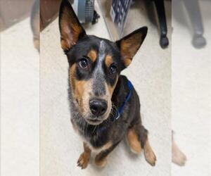 Mutt Dogs for adoption in Plano, TX, USA