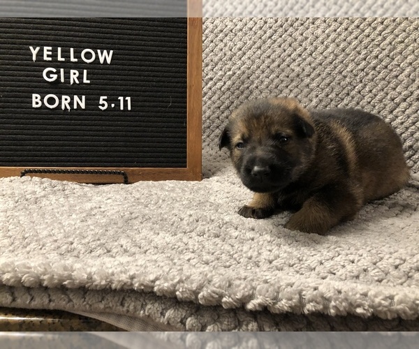 Medium Photo #1 German Shepherd Dog Puppy For Sale in GREENSBORO, NC, USA