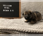 Small Photo #1 German Shepherd Dog Puppy For Sale in GREENSBORO, NC, USA