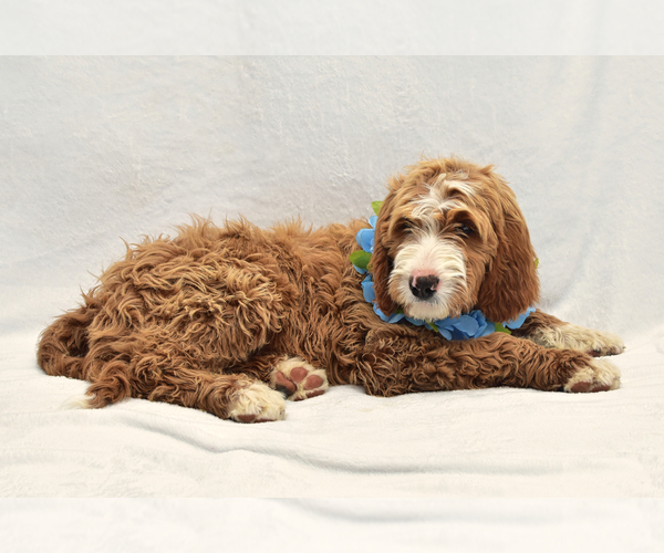 Medium Photo #2 Goldendoodle Puppy For Sale in PRESCOTT VALLEY, AZ, USA