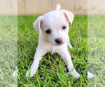 Small #1 Chihuahua Mix