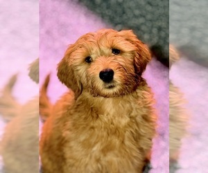 Goldendoodle Puppy for sale in SACRAMENTO, CA, USA