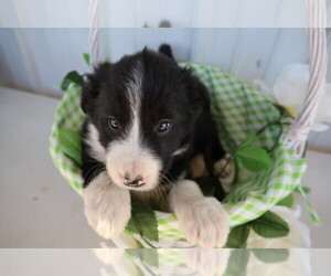 Border Collie Puppy for sale in DETROIT, MI, USA