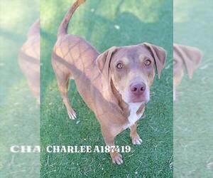 Labrador Retriever-Unknown Mix Dogs for adoption in Pasadena, TX, USA