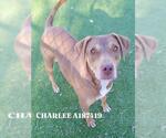 CHARLEE - Female Labrador Retriever-Unknown Mix Dog for Adoption - Small photo