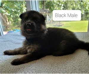 German Shepherd Dog Puppy for sale in FAIRFIELD, IL, USA