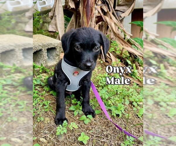 Medium Photo #1 Labrador Retriever-Unknown Mix Puppy For Sale in Jefferson, NJ, USA