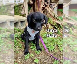Labrador Retriever-Unknown Mix Dogs for adoption in Jefferson, NJ, USA