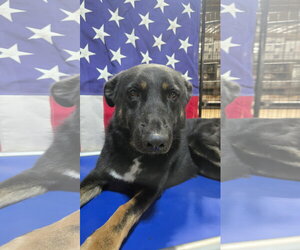 German Shepherd Dog Dogs for adoption in Centreville, VA, USA