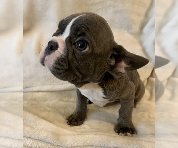 Medium Photo #3 French Bulldog Puppy For Sale in JOHNS ISLAND, SC, USA