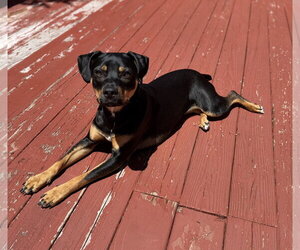 Lola - Female Mutt Dog for Adoption - Photo #2