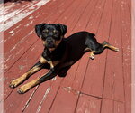 Small #1 Mutt