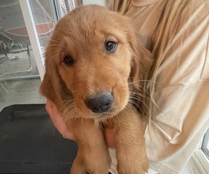 Golden Retriever Litter for sale in CHINO VALLEY, AZ, USA