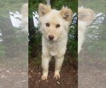 Small #1 Golden Retriever-Huskies  Mix