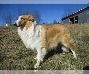 Mother of the Collie puppies born on 05/07/2022