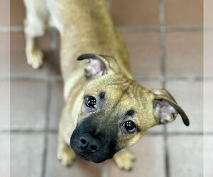 Chug Dogs for adoption in Jefferson, NJ, USA