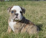 Small Photo #3 Bulldog Puppy For Sale in STEPHENVILLE, TX, USA