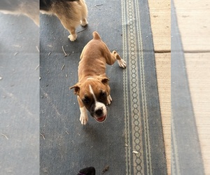 Boxer Puppy for sale in RIO RANCHO, NM, USA