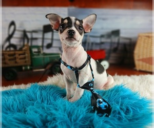 Chihuahua Puppy for sale in CARTHAGE, TX, USA