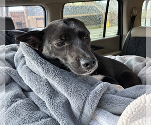 Cutie Pie - Female Chihuahua-Feist Terrier Mix Dog for Adoption - Photo #2