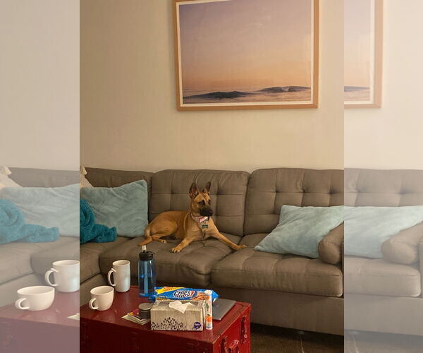 Medium Photo #9 Mutt Puppy For Sale in Dana Point, CA, USA