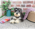 Small Photo #5 Schnauzer (Miniature) Puppy For Sale in SYRACUSE, IN, USA