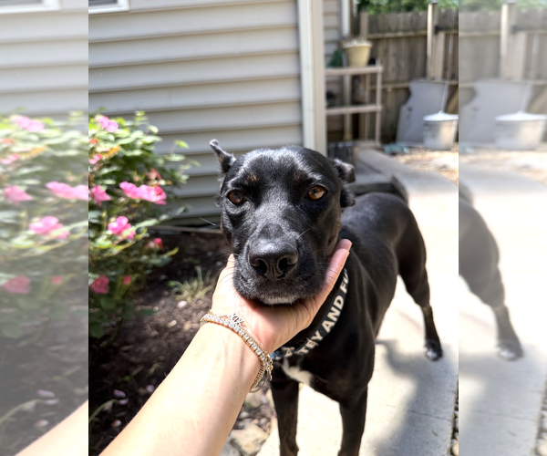 Medium Photo #5 Mutt Puppy For Sale in Rockville, MD, USA