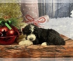 Small Photo #23 Aussiedoodle Puppy For Sale in COMMERCE, MI, USA