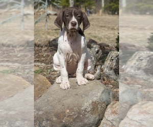 German Shorthaired Pointer Puppy for sale in CAPON BRIDGE, WV, USA
