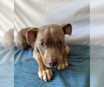 Small #1 American Pit Bull Terrier Mix
