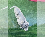 Small Photo #16 Great Dane Puppy For Sale in MARICOPA, AZ, USA