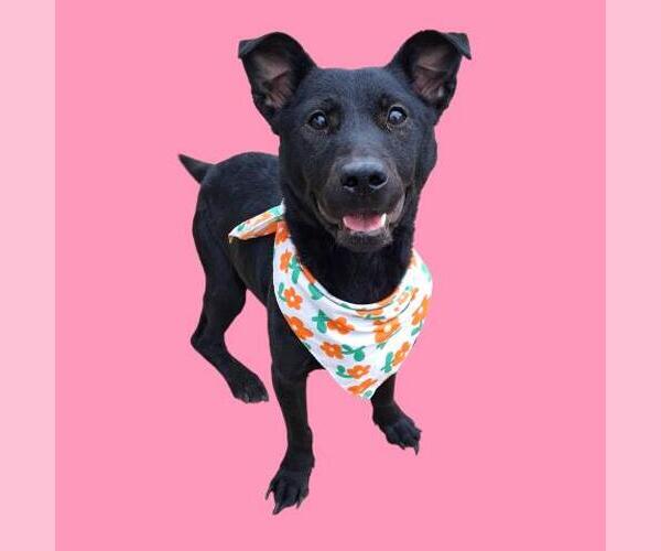 Medium Photo #1 Mutt Puppy For Sale in Bakersfield, CA, USA